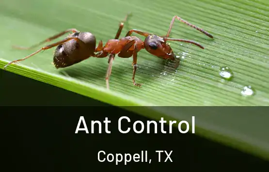  Ant Control Coppell, TX
