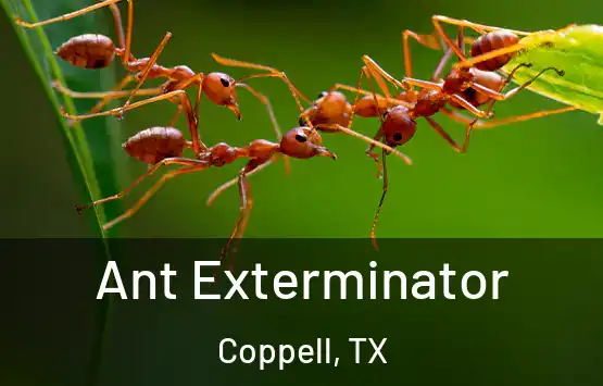  Ant Exterminator Coppell, TX