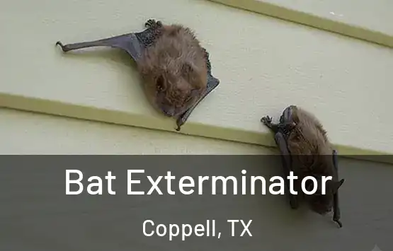  Bat Exterminator Coppell, TX