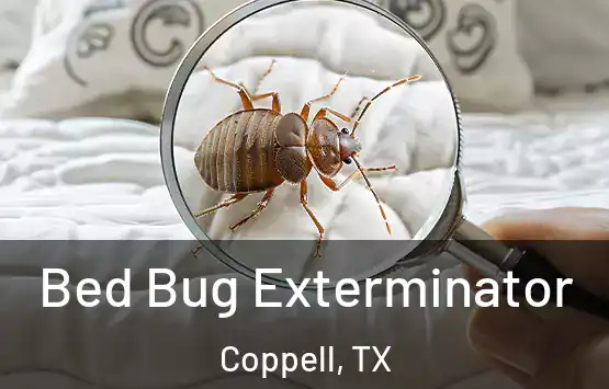  Bed Bug Exterminator Coppell, TX