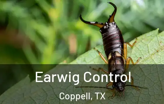  Earwig Control Coppell, TX