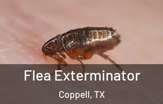  Flea Exterminator Coppell, TX