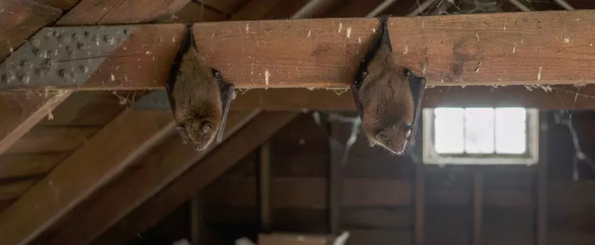 bat-exterminator in Coppell, TX