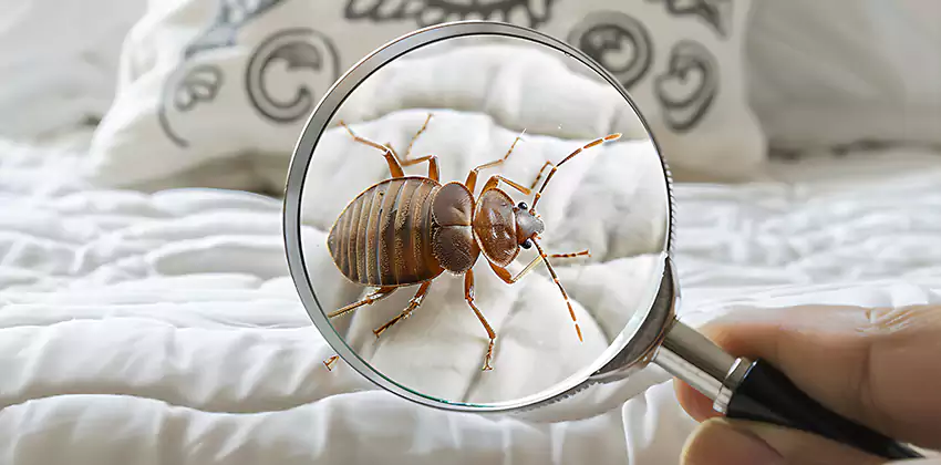 bed-bug-pest-control in Coppell, TX