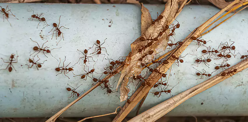 Fire Ant Extermination in Yards, Parks, and Outdoor Spaces Coppell, TX