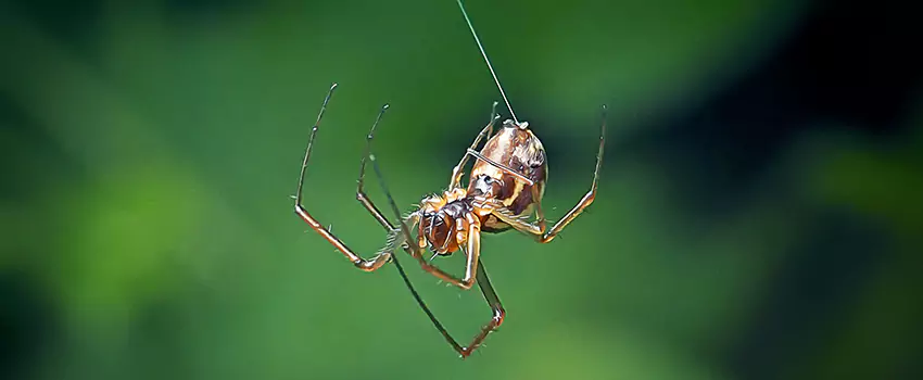 Spider and Mosquito Control Solutions Coppell, TX