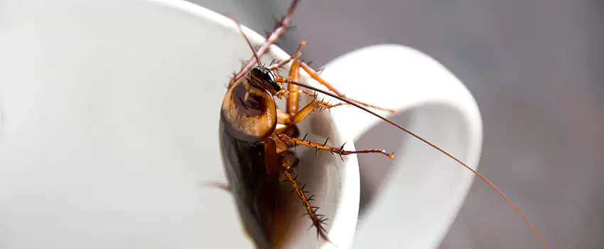 cockroach-pest-control in Coppell, TX