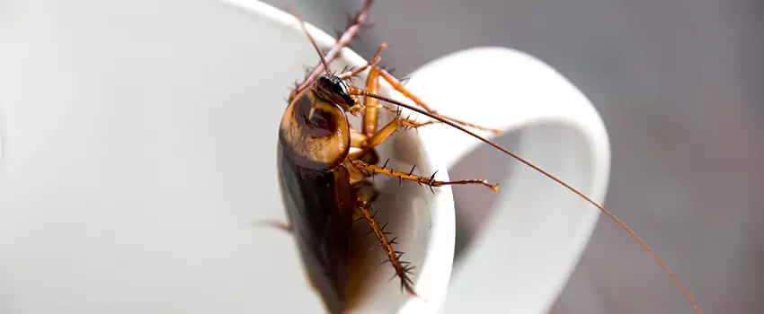 cockroach-treatment in Coppell, TX