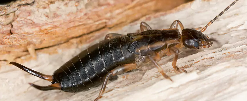 earwig-control in Coppell, TX