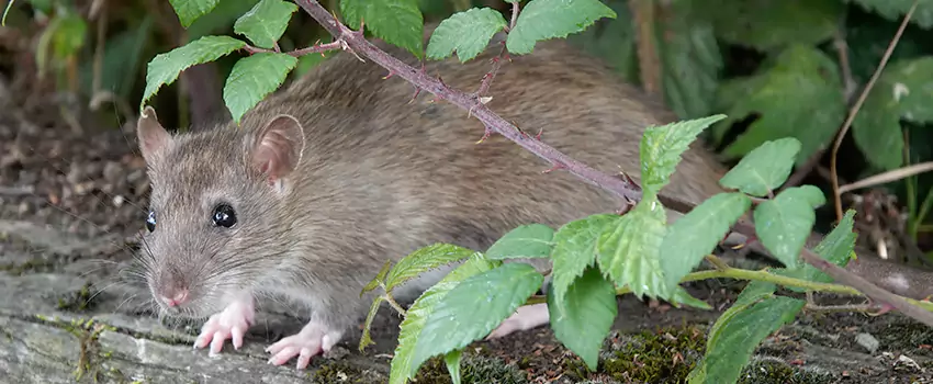 mouse-control in Coppell, TX