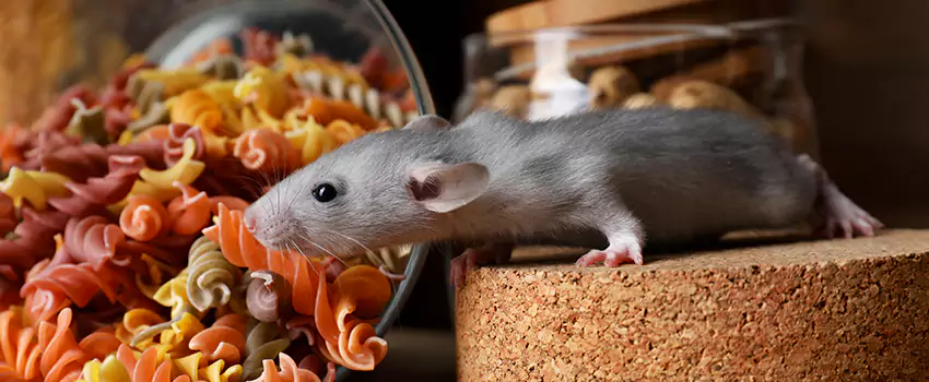 mouse-exterminator in Coppell, TX