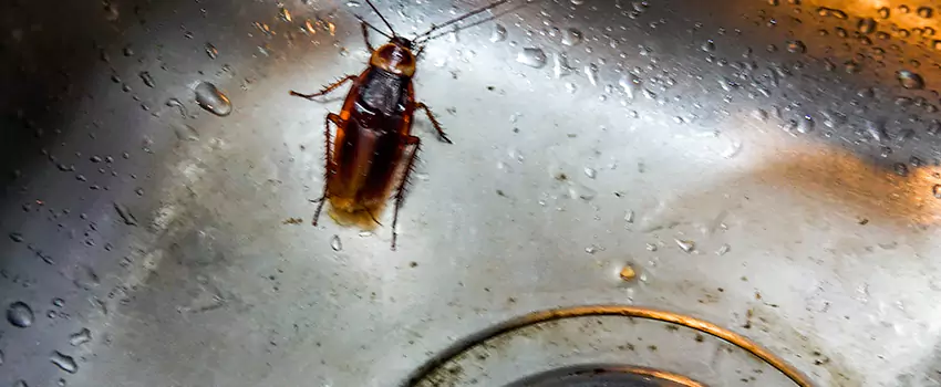 roach-control in Coppell, TX