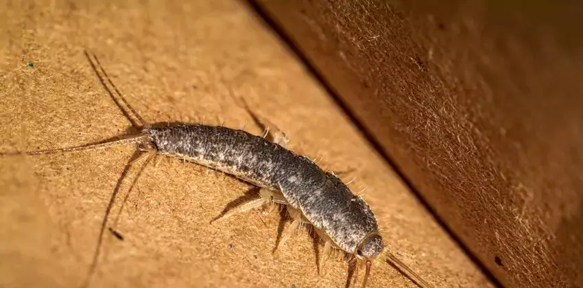 silverfish-control in Coppell, TX