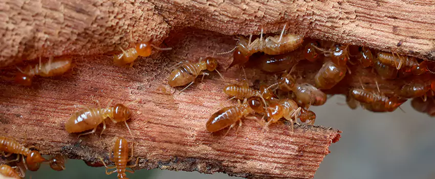 termite-treatment in Coppell, TX
