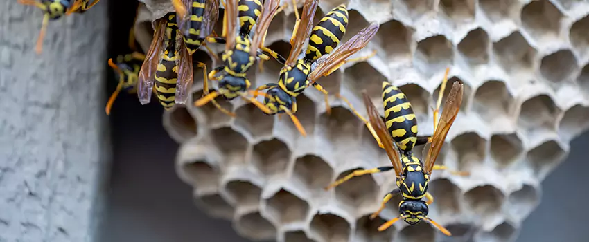 wasp-pest-control in Coppell, TX