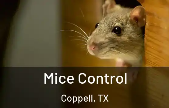  Mice Control Coppell, TX