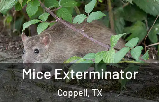  Mice Exterminator Coppell, TX