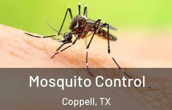  Mosquito Control Coppell, TX