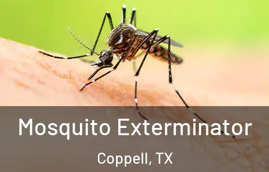  Mosquito Exterminator Coppell, TX