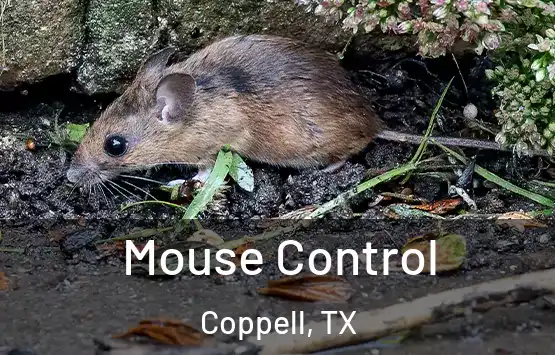  Mouse Control Coppell, TX