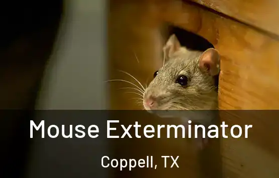  Mouse Exterminator Coppell, TX