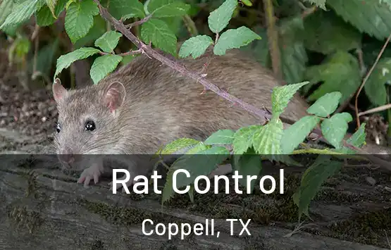  Rat Control Coppell, TX
