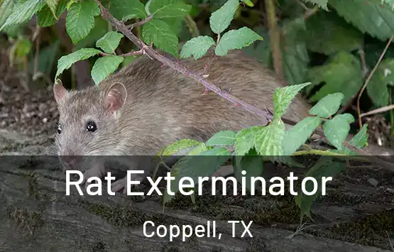  Rat Exterminator Coppell, TX