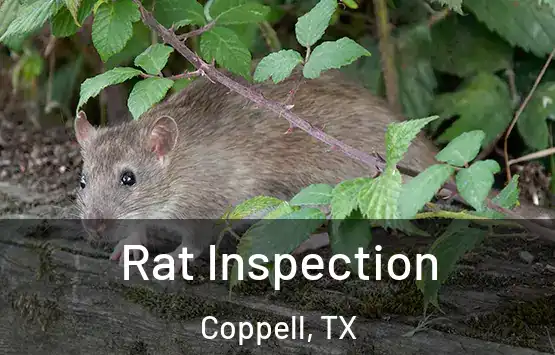  Rat Inspection Coppell, TX