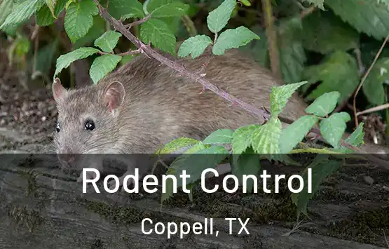  Rodent Control Coppell, TX