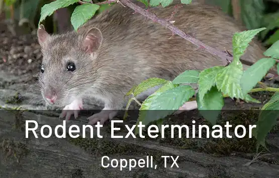  Rodent Exterminator Coppell, TX