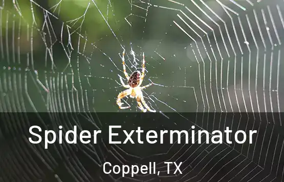  Spider Exterminator Coppell, TX