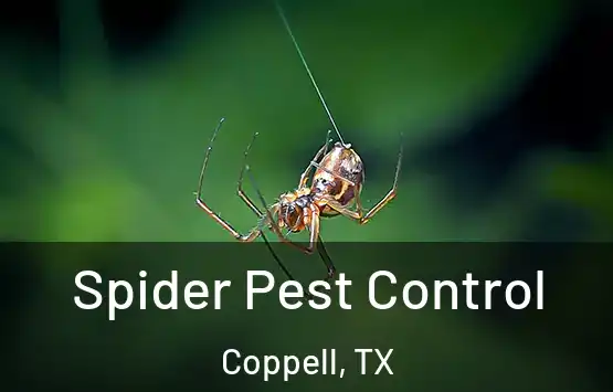  Spider Pest Control Coppell, TX