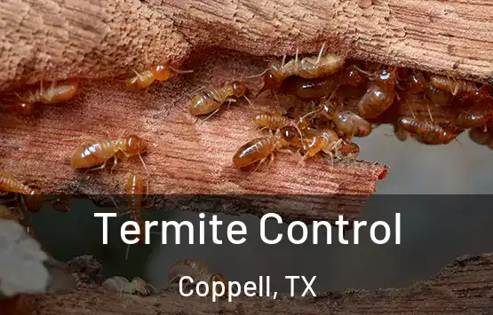  Termite Control Coppell, TX
