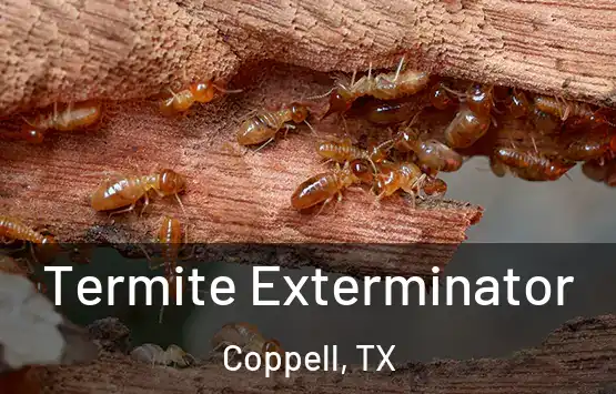  Termite Exterminator Coppell, TX