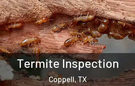  Termite Inspection Coppell, TX