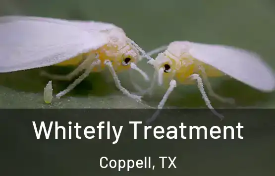  Whitefly Treatment Coppell, TX