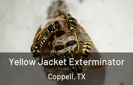  Yellow Jacket Exterminator Coppell, TX